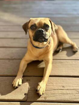 Rescue Pug and Beagle Dogs for Adoption in Broomfield, Colorado - Taticek / Indy | PetCurious