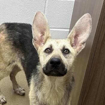 German Shepherd Dog Dogs Available for Adoption in Rockaway, New Jersey - Macaroni GCH | PetCurious