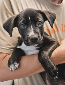 Bobby Dobby -  Labrador Retriever Dog for Adoption in Manchester, Connecticut - Bobby Dobby | PetCurious