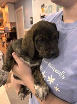 Labrador Retriever Dogs Available for Adoption - Quarter | PetCurious