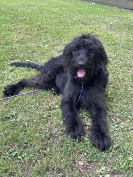 Daphne -  Standard Poodle and German Shepherd Dog Dog for Adoption in Marine City, Michigan - Daphne | PetCurious