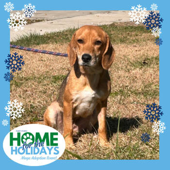 Rescue Beagle Dogs for Adoption in Cincinnati, Ohio - Starla | PetCurious