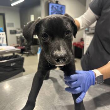 Fable -  Labrador Retriever and Mixed Breed Dog for Adoption in Tampa, Florida - Fable | PetCurious