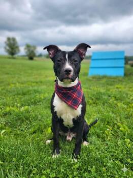 Pit Bull Terrier Dogs Available for Adoption in Wooster, Ohio - Bronco | PetCurious