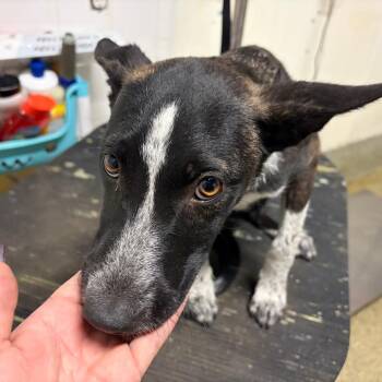 IVHS-Stray-144024 -  Dutch Shepherd Dog for Adoption in San Gabriel, California - IVHS-Stray-144024 | PetCurious