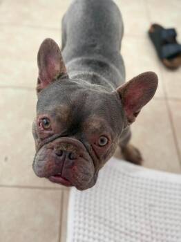 Billy Bob -  French Bulldog Dog for Adoption in Sedalia, Colorado - Billy Bob | PetCurious