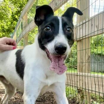 Boogie -  Border Collie and Jack Russell Terrier Dog for Adoption in Chester Springs, Pennsylvania - Boogie | PetCurious