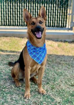 Roman -  German Shepherd Dog Dog for Adoption in Mckinney, Texas - Roman | PetCurious