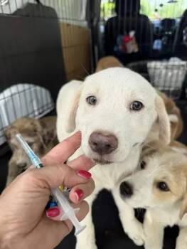 Mixed Breed Dogs Available for Adoption in Wyoming, Michigan - Pearl | PetCurious