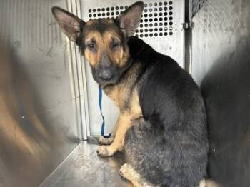 Rescue German Shepherd Dog and Mixed Breed Dogs for Adoption in Fort Worth, Texas - Bear | PetCurious