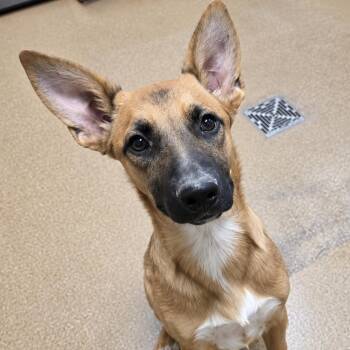 Maya -  Belgian Shepherd Malinois Dog for Adoption in Duxbury, Massachusetts - Maya | PetCurious