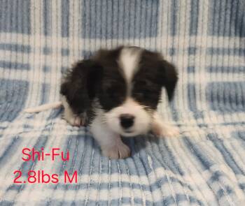 Shi-Fu -  Yorkshire Terrier and Dachshund Dog for Adoption in Joppa, Alabama - Shi-Fu | PetCurious