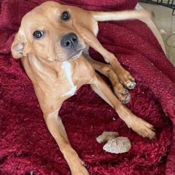 Shepherd and Chihuahua Dogs Available for Adoption - DAPHNE | PetCurious