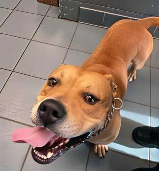 Rescue Mixed Breed Dogs for Adoption in Nashville, Tennessee - Radio | PetCurious