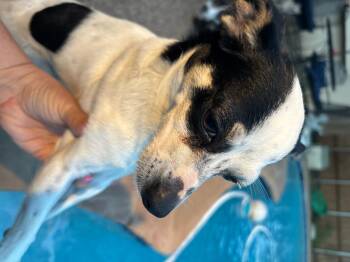 Chihuahua Dogs Available for Adoption in Garland, Texas - Tilly  | PetCurious