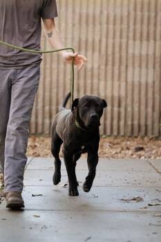 Mastiff Dogs Available for Adoption - D272-25 | PetCurious