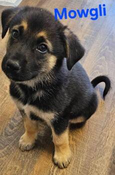 Mowgli -  German Shepherd Dog Dog for Adoption in Santa Rosa, California - Mowgli | PetCurious