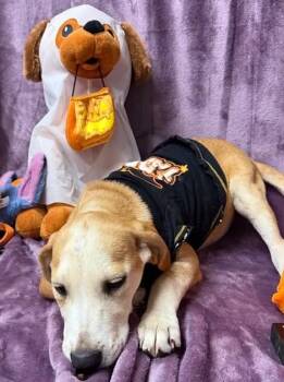 Mopsey -  Hound Dog for Adoption in Munfordville, Kentucky - Mopsey | PetCurious