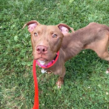 Wilson -  Mixed Breed Dog for Adoption in Philadelphia, Pennsylvania - Wilson | PetCurious