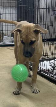 Rescue Black Mouth Cur Dogs for Adoption in Sylacauga, Alabama - Rose | PetCurious