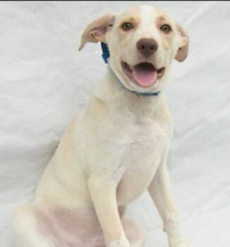 Willie -  Mixed Breed Dog for Adoption in West Chester, Pennsylvania - Willie | PetCurious