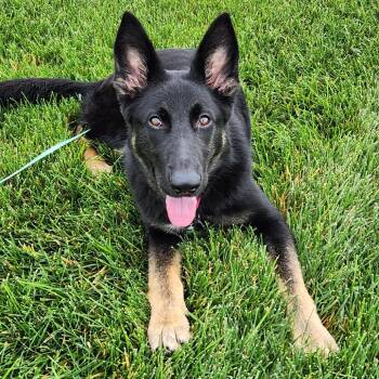 Miss Mia -  German Shepherd Dog Dog for Adoption in Van Horne, Iowa - Miss Mia | PetCurious