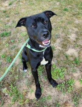 Rescue Pit Bull Terrier and Labrador Retriever Dogs for Adoption in Houghton Lake, Michigan - Shamu | PetCurious