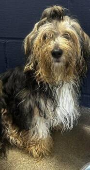 Rupert 7 months -  Maltese Dog for Adoption in Sterling, Massachusetts - Rupert 7 Months | PetCurious