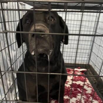 Maddie -  Black Labrador Retriever Dog for Adoption in Port Charlotte, Florida - Maddie | PetCurious