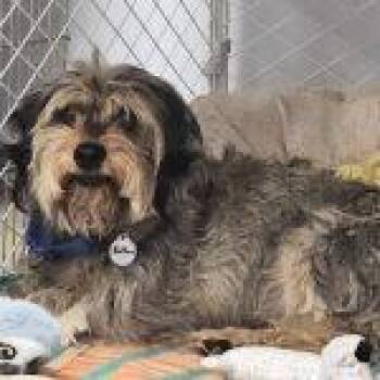 Button -  Mixed Breed Dog for Adoption in Green Valley, Arizona - Button | PetCurious