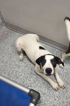 Widget -  Terrier Dog for Adoption in Athens, Tennessee - Widget | PetCurious