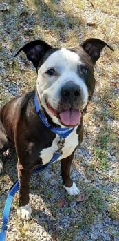 HAMMER -  Terrier Dog for Adoption in Pegram, Tennessee - HAMMER | PetCurious
