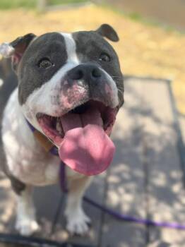 Pit Bull Terrier Dogs Available for Adoption in Chicago, Illinois - Coachella | PetCurious