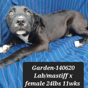 Garden -  Mastiff and Labrador Retriever Dog for Adoption in New Tazewell, Tennessee - Garden | PetCurious