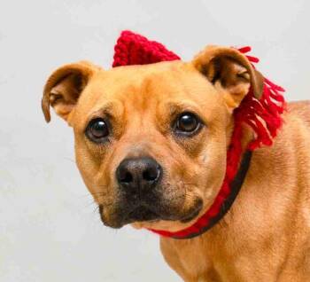 Staffordshire Bull Terrier Dogs Available for Adoption - Aria | PetCurious