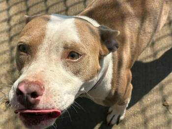 MAE-MAE -  Pit Bull Terrier Dog for Adoption in Tulsa, Oklahoma - MAE-MAE | PetCurious