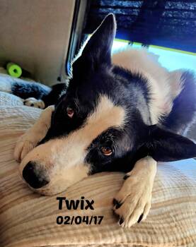 Twix -  Border Collie Dog for Adoption in Seymour, Indiana - Twix | PetCurious