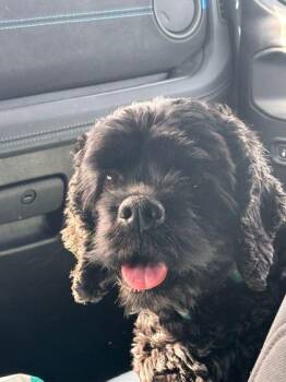 English Cocker Spaniel and Mixed Breed Dogs Available for Adoption - Kalliope | PetCurious