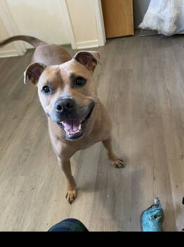 Rescue Pit Bull Terrier Dogs for Adoption in Dallas, Texas - Luna XXXI (New Digs) | PetCurious