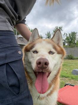 Reese -  Siberian Husky Dog for Adoption in Cranston, Rhode Island - Reese | PetCurious