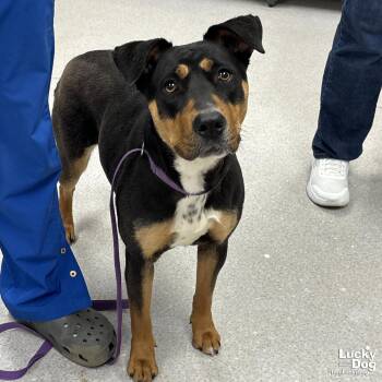 Shepherd Dogs Available for Adoption in Washington, District Of Columbia - Lottie | PetCurious