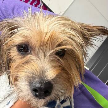 Gale -  Yorkshire Terrier Dog for Adoption in Tampa, Florida - Gale | PetCurious