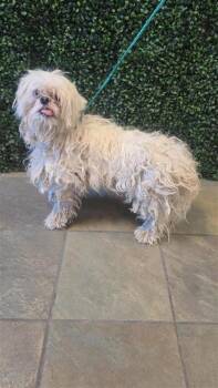 61230983 -  Shih Tzu and Mixed Breed Dog for Adoption in El Paso, Texas - 61230983 | PetCurious