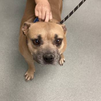 Rescue English Bulldog and Pit Bull Terrier Dogs for Adoption in Abilene, Texas - Mamacita | PetCurious