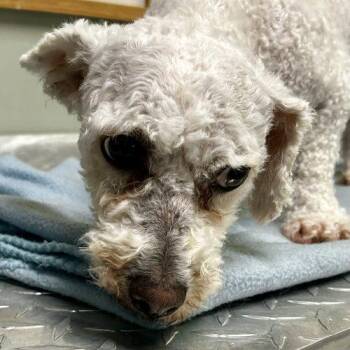 Evelyn 5756 D -  Bichon Frise and Mixed Breed Dog for Adoption in Frankfort, Kentucky - Evelyn 5756 D | PetCurious