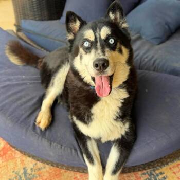 Mica -  Siberian Husky Dog for Adoption in Ramona, California - Mica | PetCurious