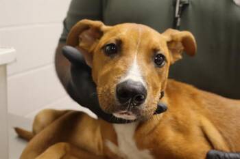 SHURY -  Mixed Breed Dog for Adoption in Columbia, South Carolina - SHURY | PetCurious