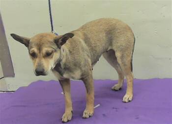 German Shepherd Dog and Mixed Breed Dogs Available for Adoption - MERIDA | PetCurious