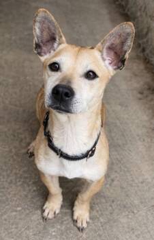 Terrier and Mixed Breed Dogs Available for Adoption in San Antonio, Texas - Annabelle | PetCurious
