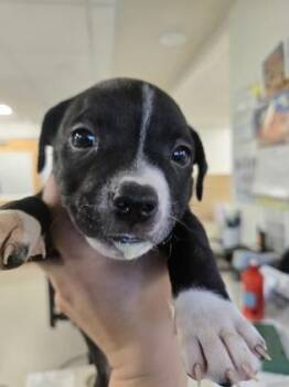 Pepper -  Pit Bull Terrier Dog for Adoption in Sacramento, California - Pepper | PetCurious